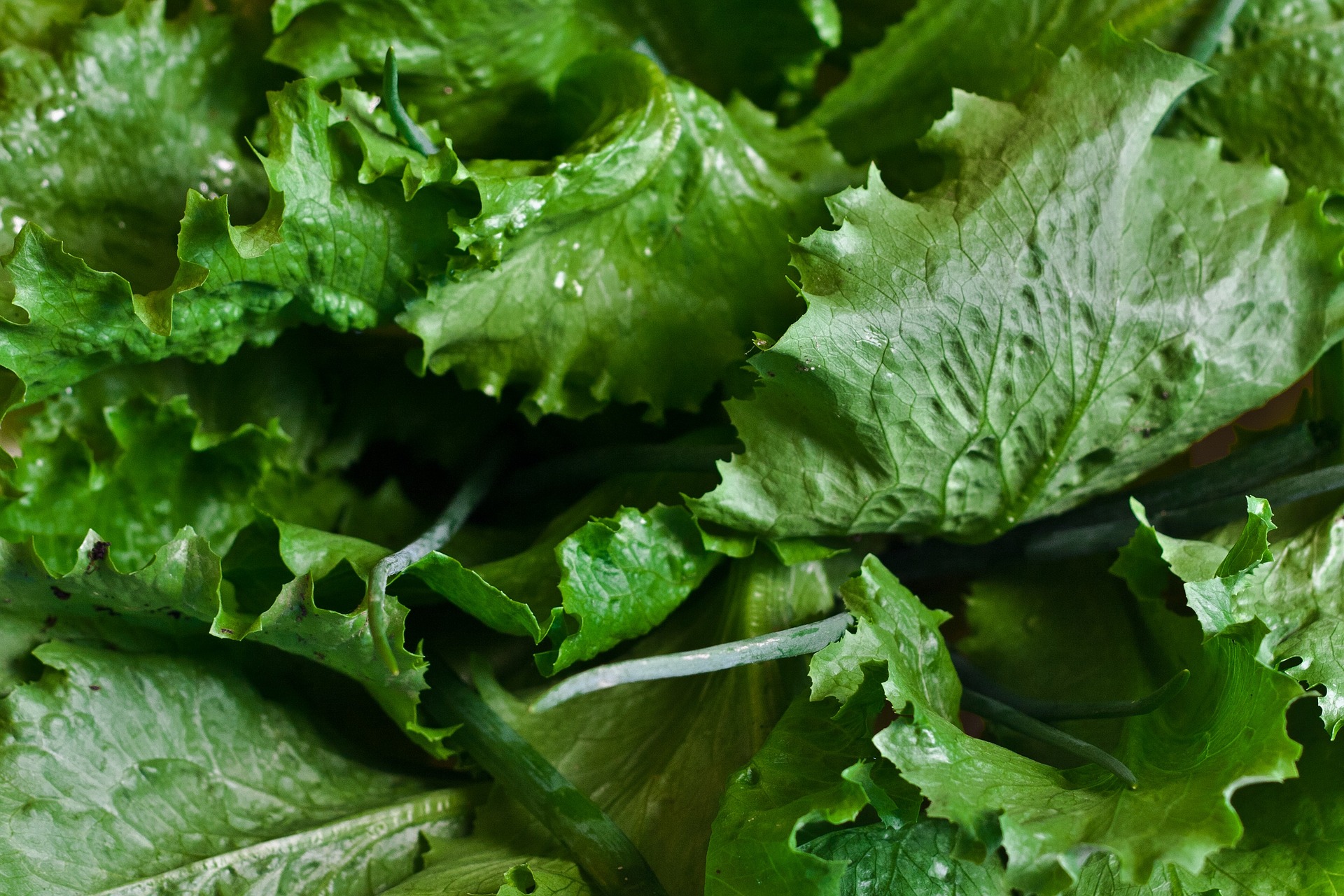 health benefits of leafy greens