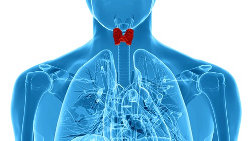 thyroid and metabolism